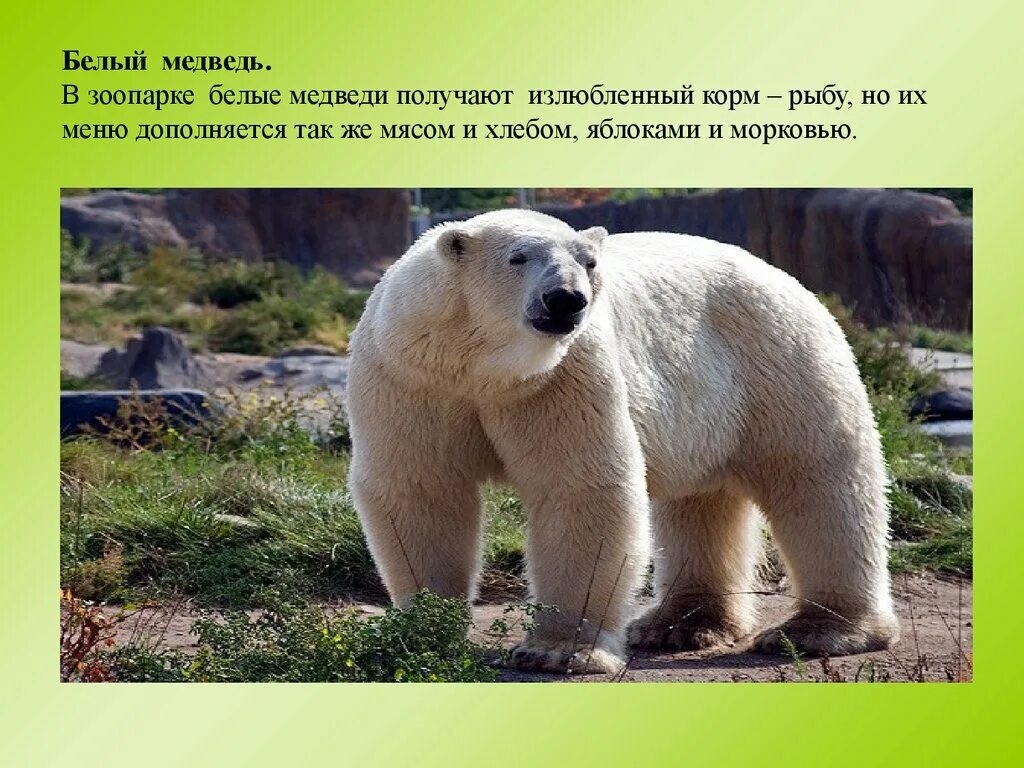 Медведь в зоопарке. Бурый медведь в зоопарке. Описание медведя. Животные зоопарка с описанием.