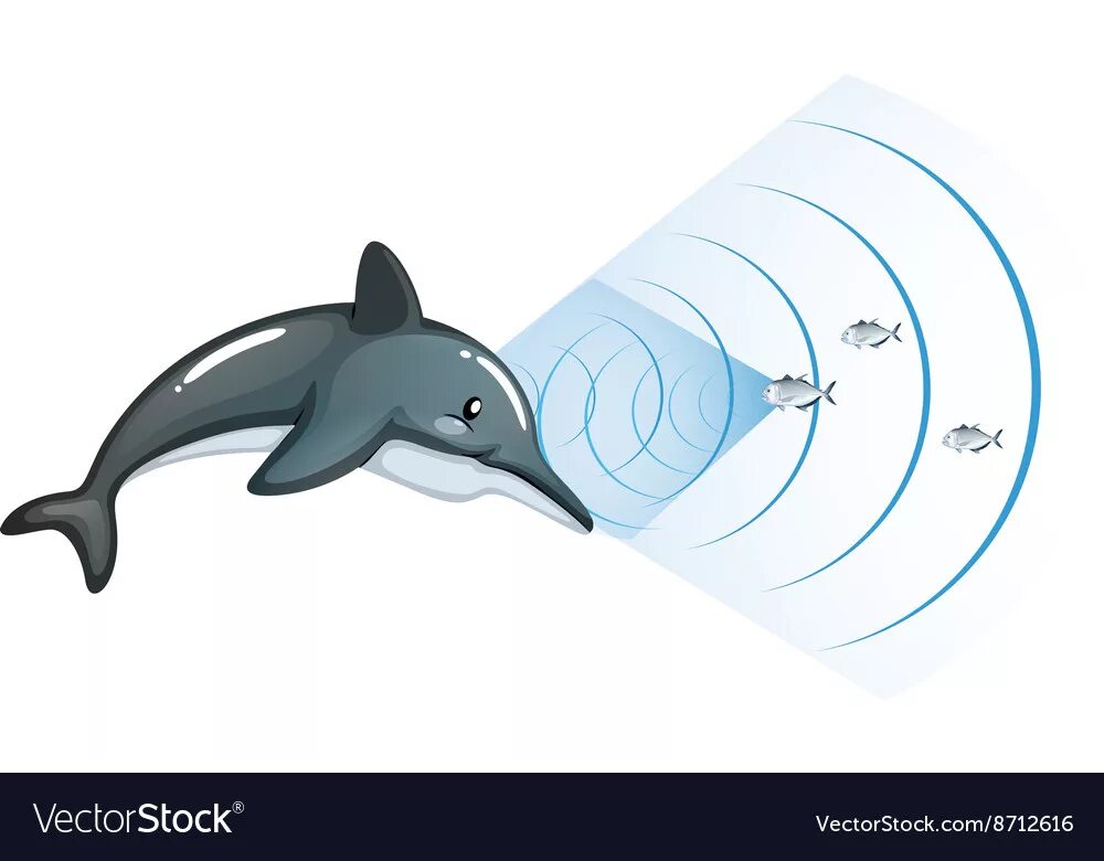 Входными воротами для эхолокационного слуха дельфина служит. Дельфины эхолокация. Ультразвук дельфинов. Эхолокатор дельфина. Слух дельфинов.