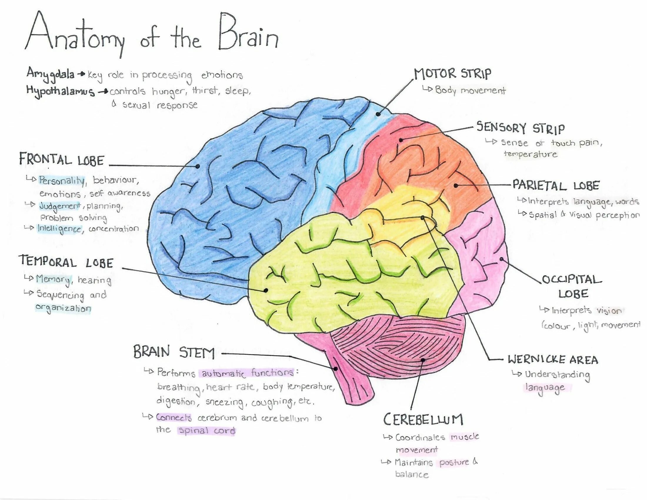 Brain карта. Ментальная карта мозга. Интеллект карта головной мозг. Ментальная карта мозг человека. Ментальная карта головной мозг человека.