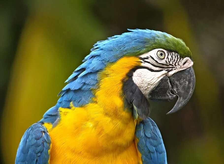 Сине желтый персонаж. Синегорлый ара. Голубой попугай ара Аргентина Игуасу. Попугай ара желтый. Сине-жёлтый ара.