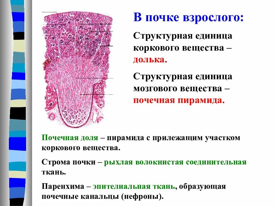 Корковое вещество почки функции. Структурная единица почки. Функции коркового вещества почки. Паренхима почки пирамида. Мозговое вещество почки.