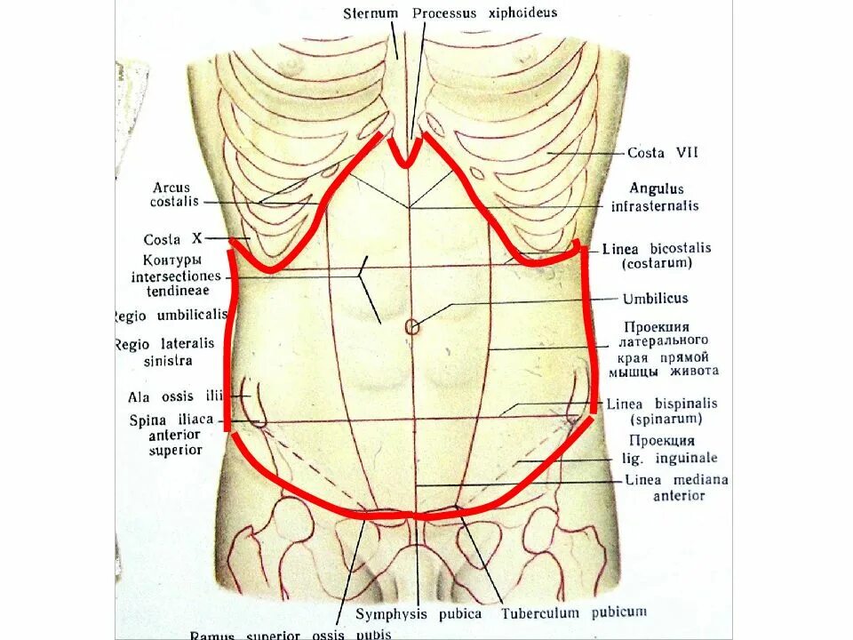 Определите области живота. Анатомические зоны передней брюшной стенки. Брюшная стенка топографическая анатомия. Топография передней брюшной стенки. Топографические ориентиры брюшной стенки.