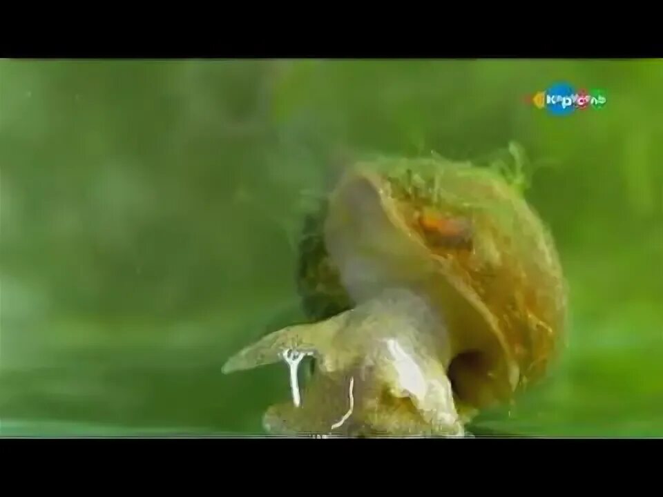 Элодея прудовик. Элодея прудовик