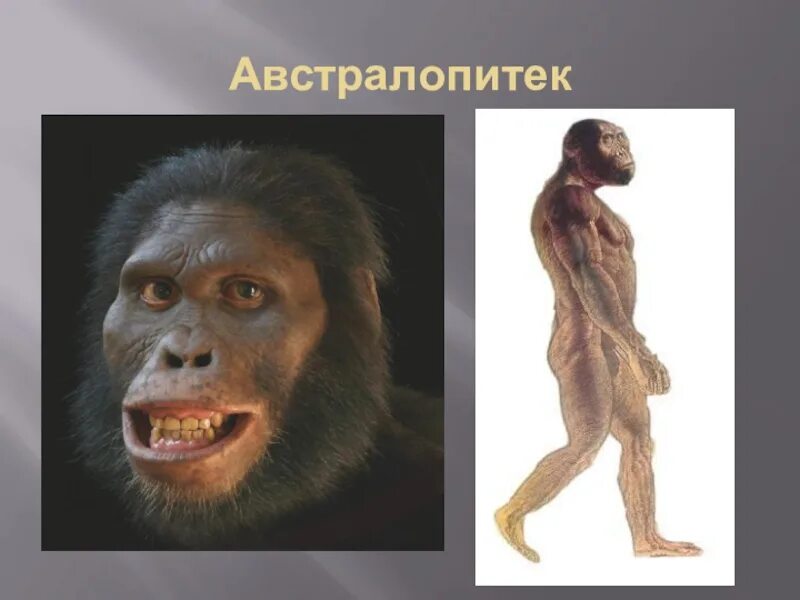 1 предок человека. Australopithecus Afarensis (австралопитек афарский). Гоминиды дриопитеки. Дриопитеки гоминиды австралопитеки. Австралопитек (5-1 млн лет до н. э.).