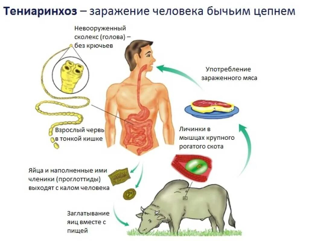 Заболевания вызываемые ленточными червями. Тениаринхоз этиология. Тениаринхоз инвазионная стадия для человека. Профилактика заражения ленточных червей. Тениаринхоз пути заражения человека.