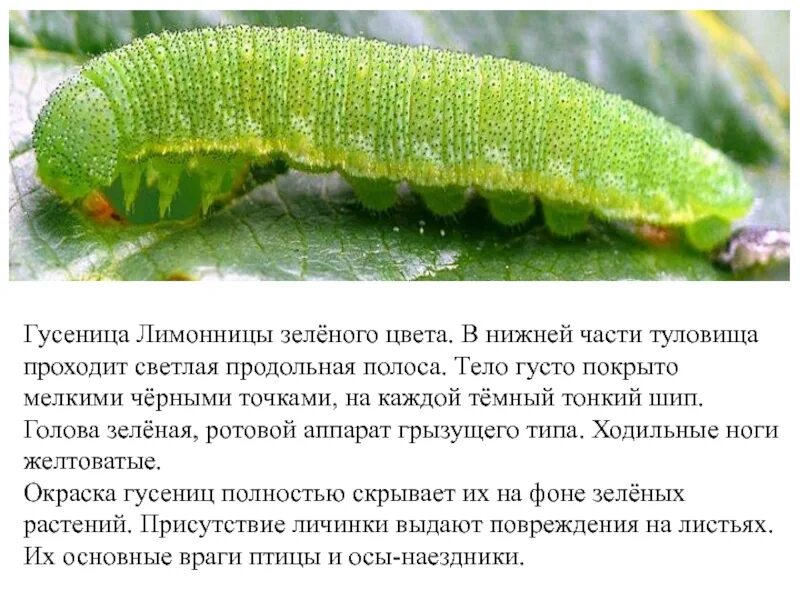 Уссурийский толстотел гусеница. Куколка адмирал бабочка vanessa atalanta. Гусеница императорской фруктовой моли. Гусеница моли пастернаковой. Гусеница проживший предприняв жалюзи безудержный.