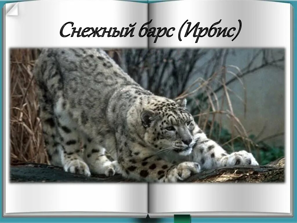 - Снежный Барс (Panthera uncia. Амурский тигр и снежный Барс. Ирбис красная книга. Животные красной книги фото. Книга россии снежный барс