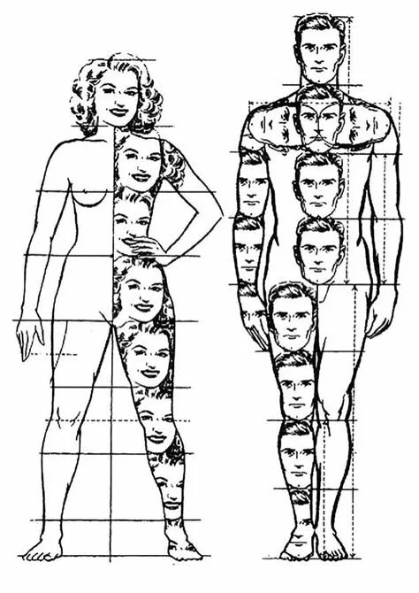 Сколько голов в взрослом человеке. Пропорции человека относительно головы. Пропорции тела человека. Пропорции тела человека в головах. Пропорции тела человека относительно головы.