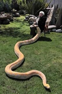 Big snake