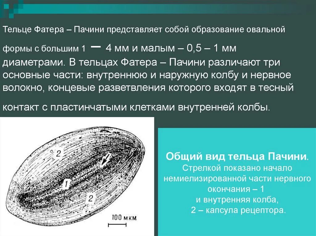 Пластинчатые тельца фатера-Пачини строение. Пластинчатое нервное тельце (тельце фатера-Пачини). Строение тельца фатера Пачини. Тельца фатера Пачини препарат. Тельца фатера