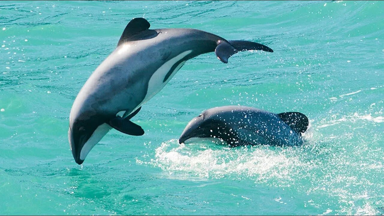 Робот дельфин. Робот пылесос dolphin s-100. Робот пылесос для бассейна dolphin s100 сломанный. Dolphin s. Атлантический белобокий дельфин.