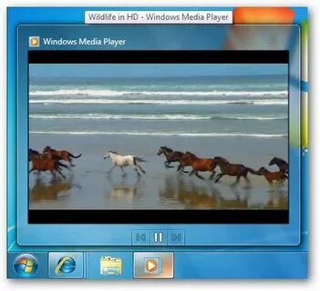 Wildlife windows