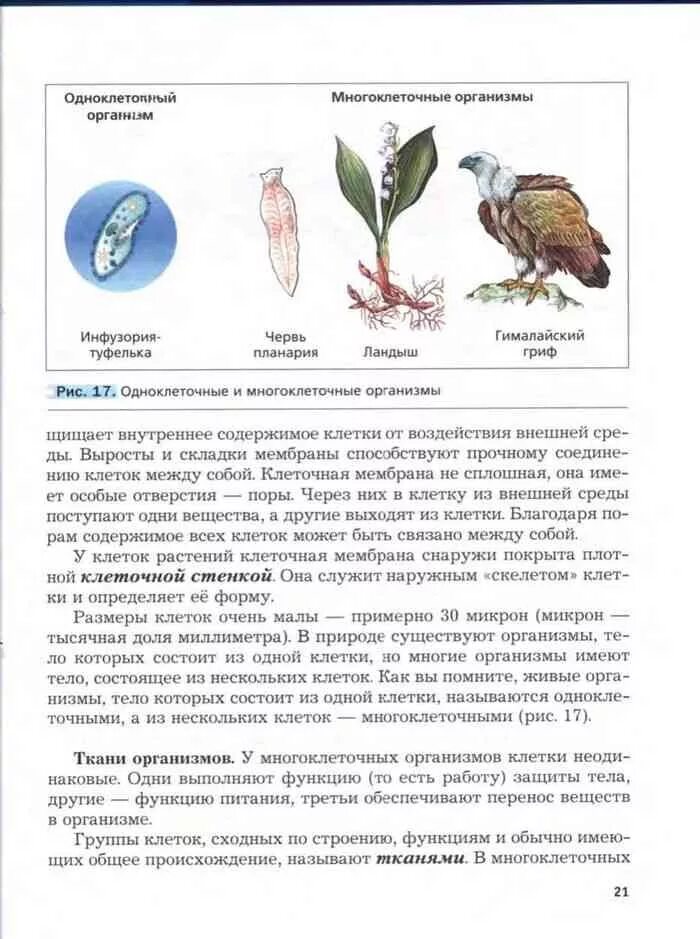 П 17 биология 5 класс. Биология 5 класс учебник Пономарева параграф 19. Биология 5 класс учебник Пономарева Николаев. Биология 5 класс Пономарева Корнилова. Биология 5 класс учебник Пономарева 17 параграф.