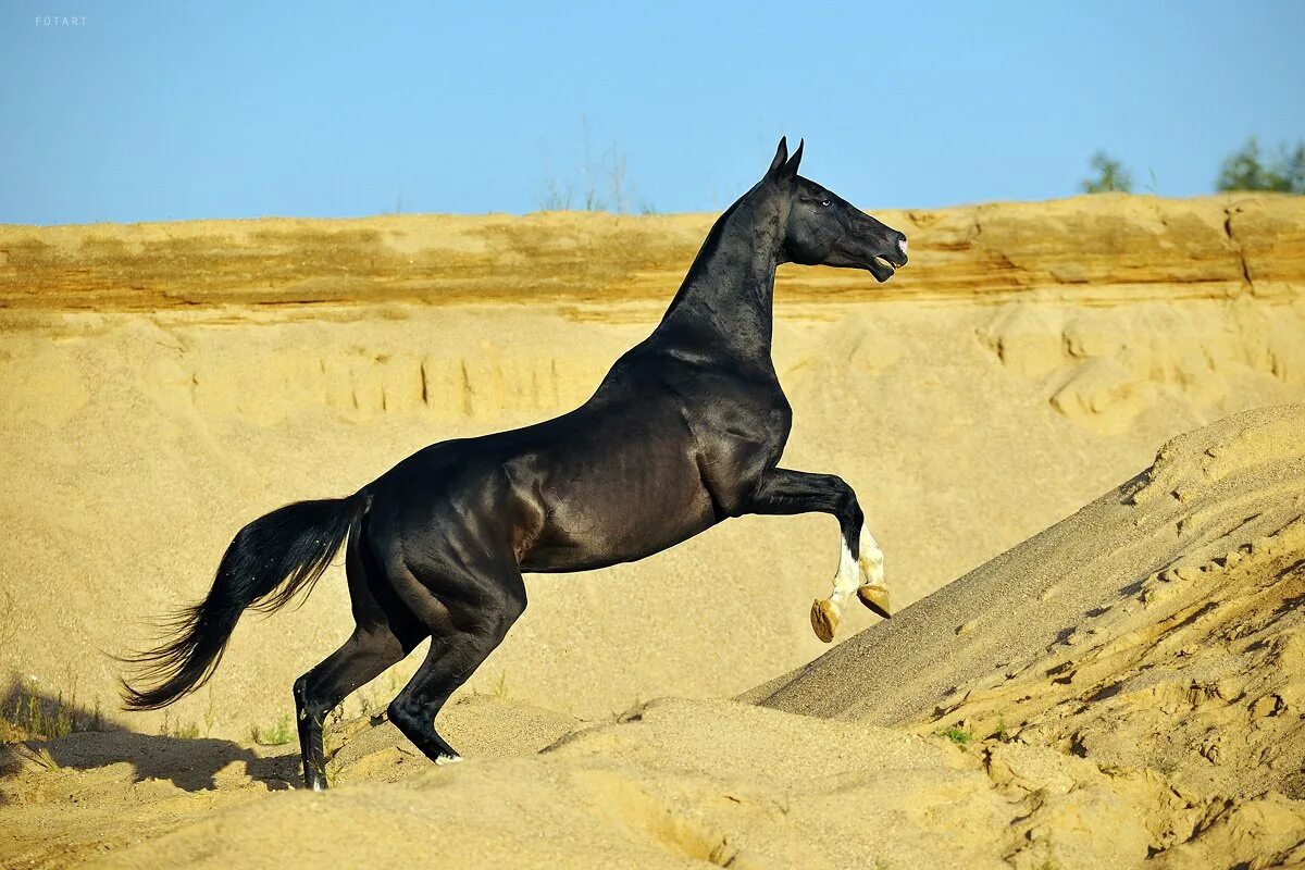 Ulugh Beg Meli. Akhal-Teke horses are known for their metallic shimmer, lean gre