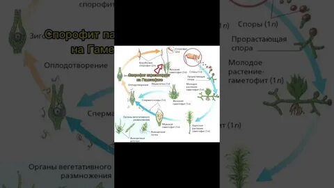 Из споры мха развивается гаметофит