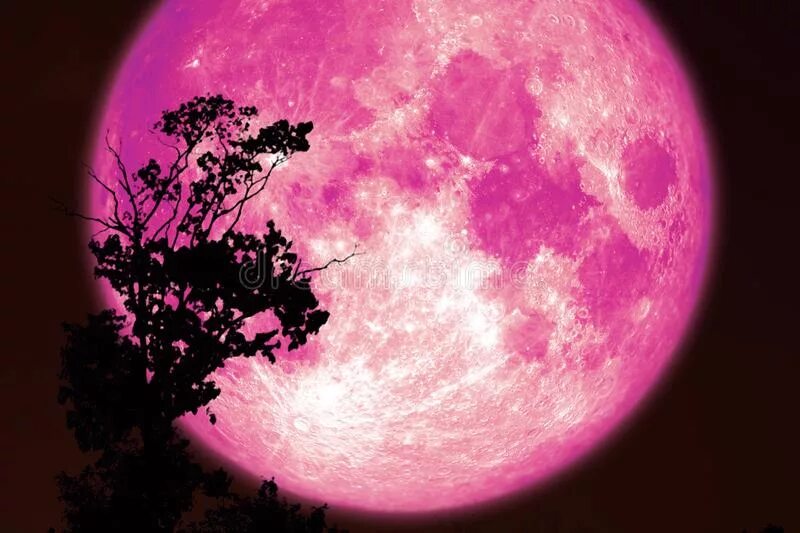 Почему цветочной луны. Розовая Луна. Розовое полнолуние. Малиновая Луна. Розовая Луна 27 апреля.