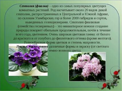 Фиалка комнатная описание