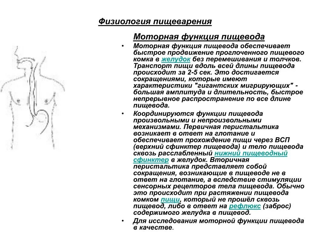 Пищевод процессы пищеварения