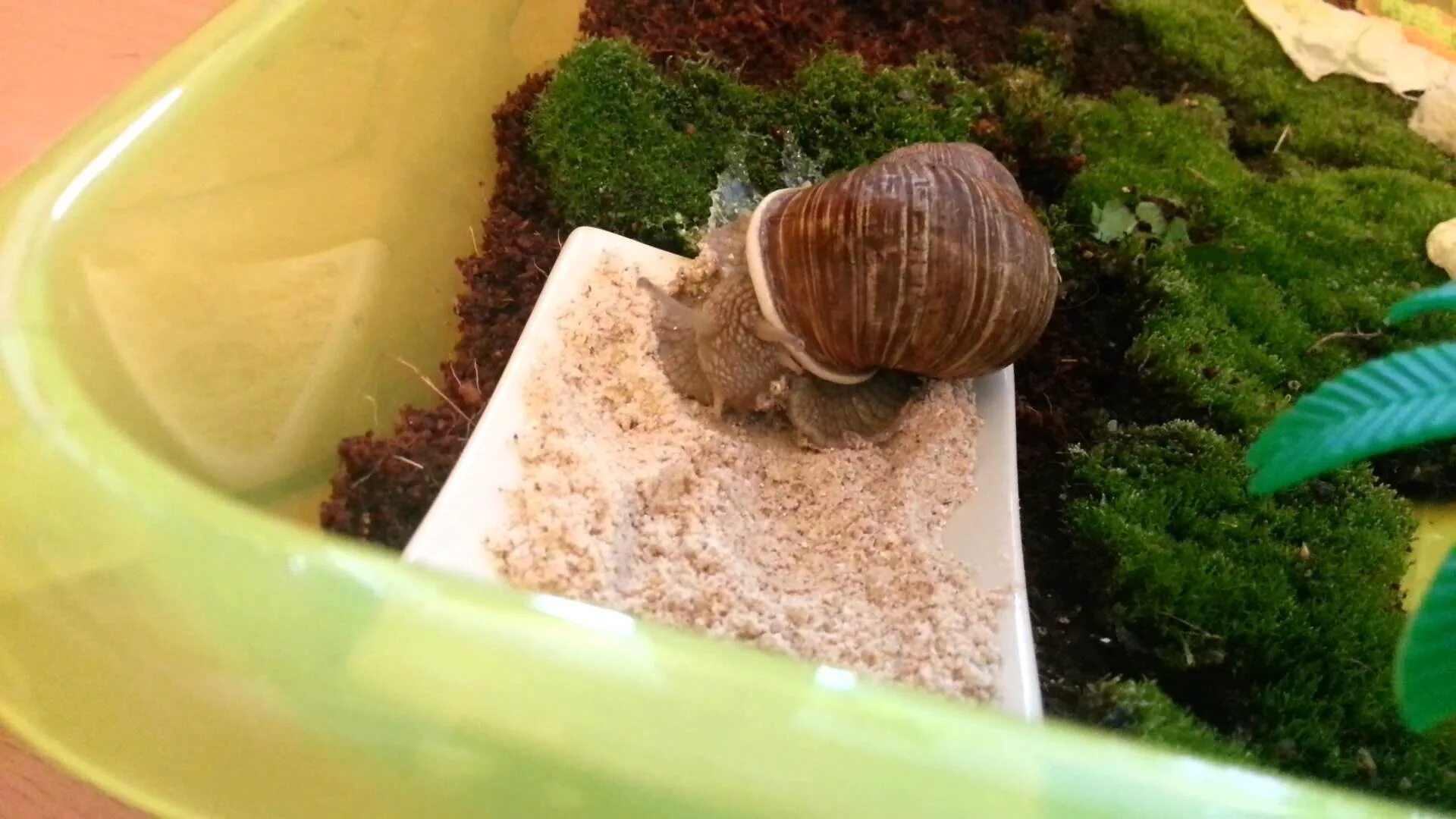 Домик для улитки. Улитка ахатина террариум. террариум для виноградной улитки. дом для виноградной улитки.