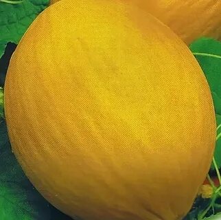 Дыня сибирская медовая