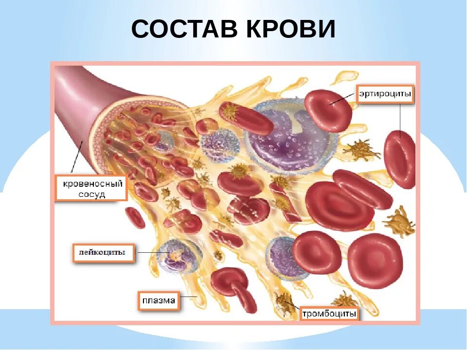 Кровь окружающий мир. Состав крови 4 класс окружающий мир. Кровь состоит из. И чего состоит кровь. Кровь 3 класс.