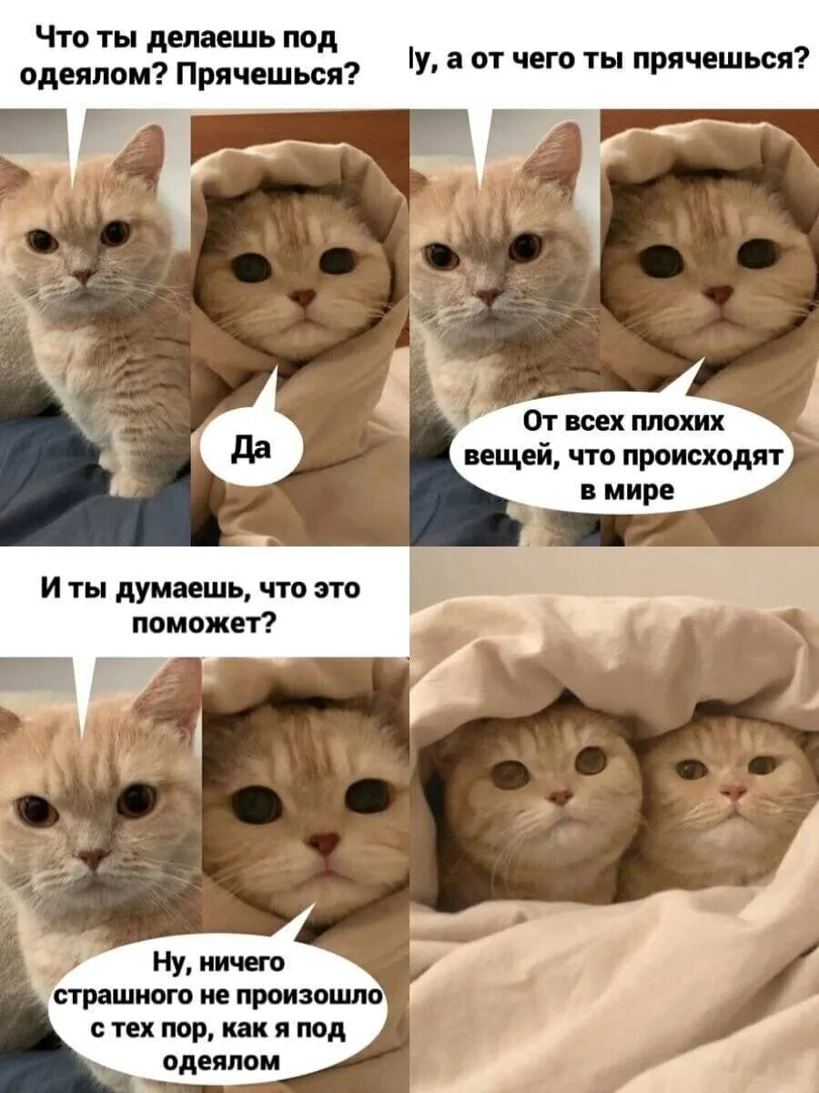 Как сделать видео мем с котами. Мемы с котами. смешные мемы с котами. кот мем. прикольные коты мемы.