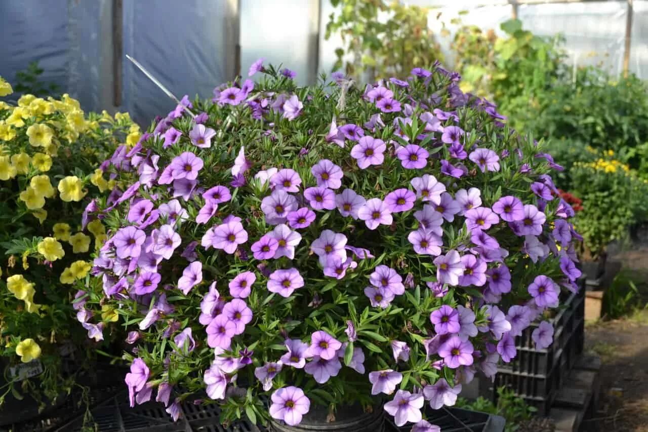 Петуния калибрахоа. Сурфиния калибрахоа. Калибрахоа Hula Lavender. Калибрахоа Паслёновые. Похож на петунью