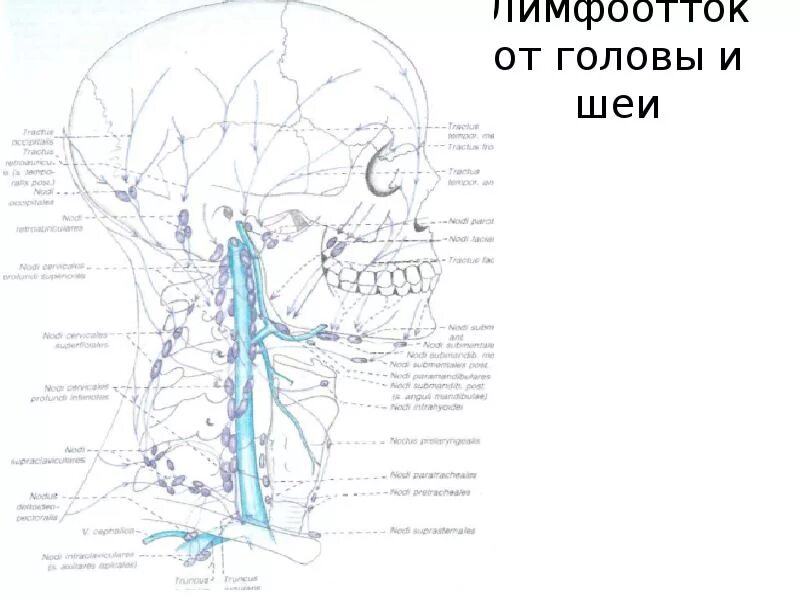 Лимфосистема головы и шеи. Поднижнечелюстные лимфоузлы узлы. Лимфоотток шеи. Лимфатические сосуды головы и шеи анатомия. Лимфатическая система лица и шеи лимфоотток.