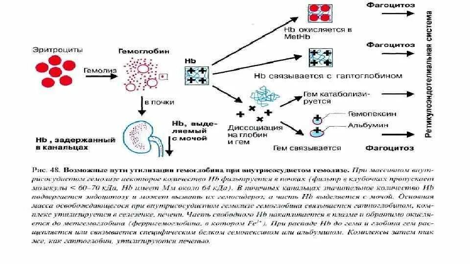 Внутриклеточный гемолиз патогенез. Внутрисосудистый гемолиз схема. Внутрисосудистый гемолиз патогенез. Механизмы внутрисосудистого гемолиза эритроцитов.