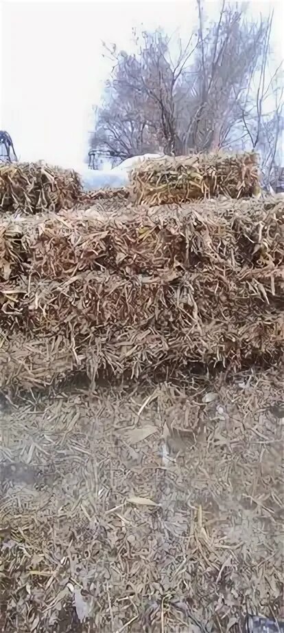 Кукурузное сено. Сено кукурузное. Тюк сена. Сено кукурузное в рулонах в зеленчукской на. Солома.