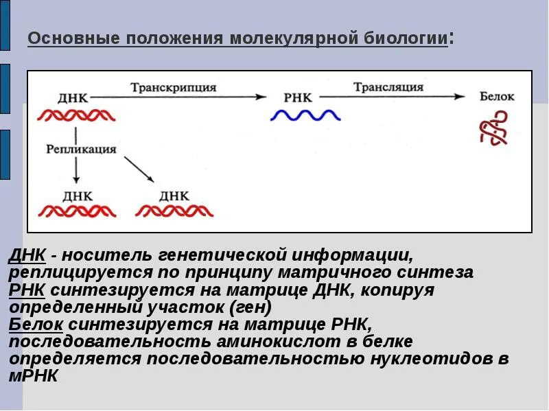 Днк носители информации. Последовательность передачи наследственной информации. последовательность генетической информации. последовательность реализации генетической информации. ген с позиции молекулярной биологии.