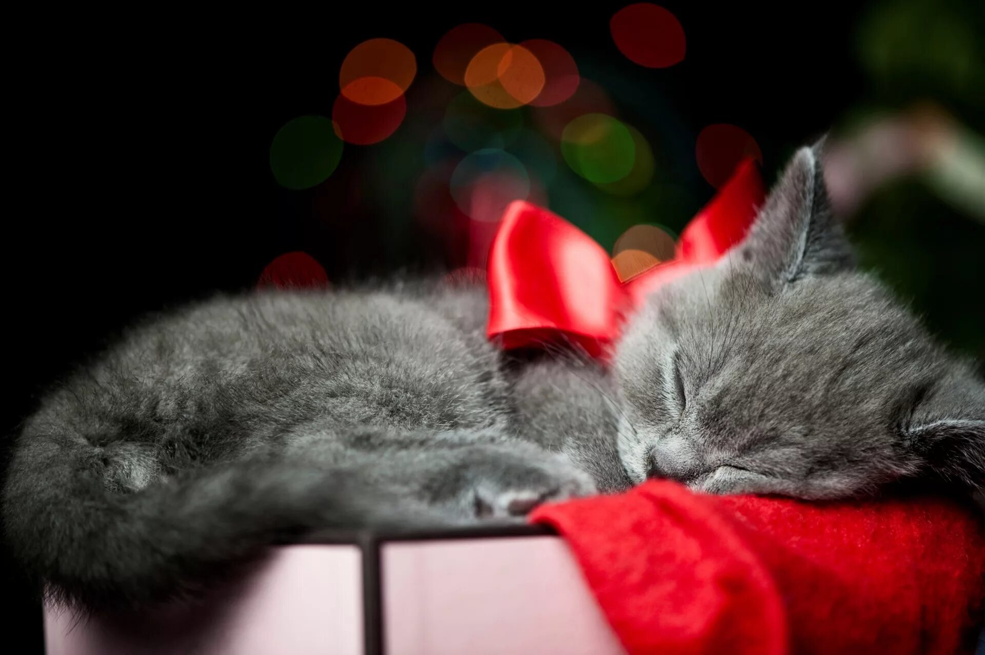 Картинки спокойной ночи с кошкой. Новогодний котик. Новогодние коты на рабочий стол. Обои кошки.
