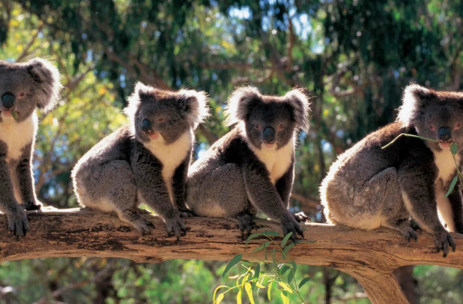 Cleland Wildlife Park. Парк в Австралии с животными. Австралия животные парки. Животный мир Аделаиды. Коала остров