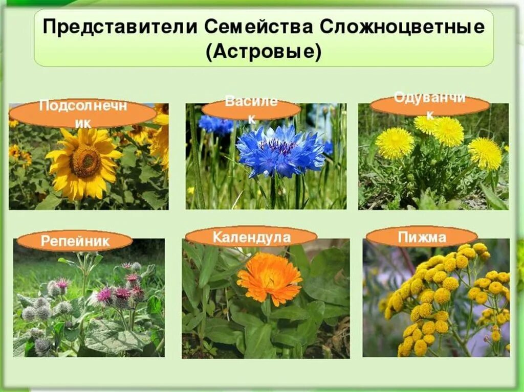Названия растений семейства сложноцветных