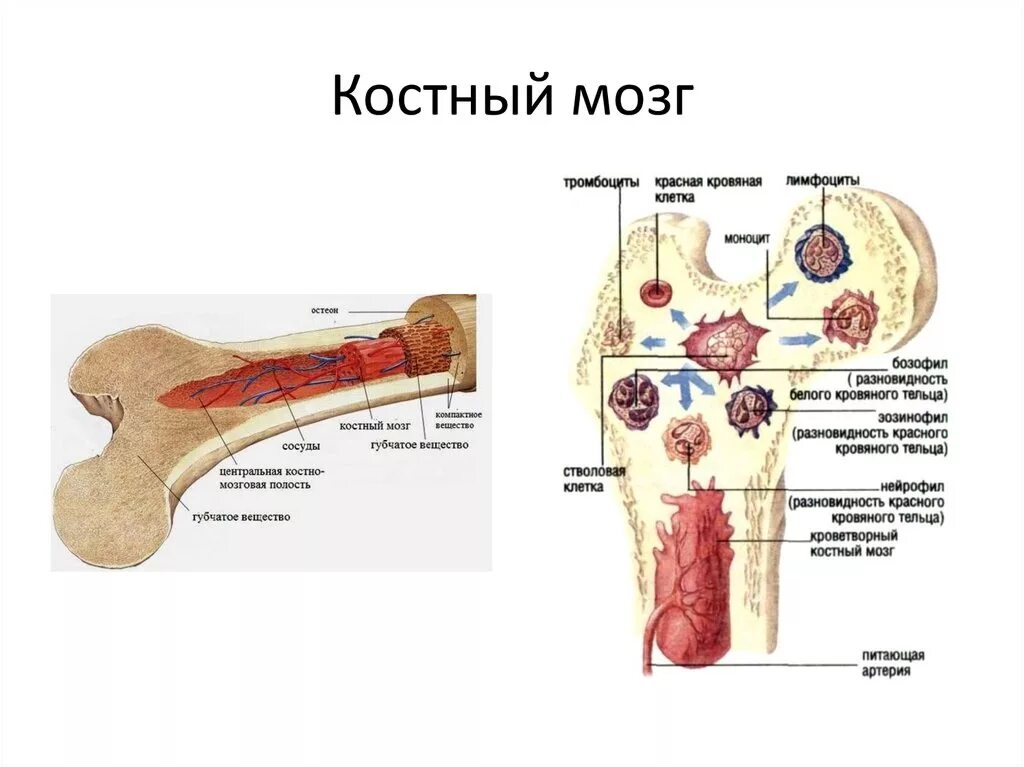 Костный мозг где находится. Красный костный мозг расположен в губчатом веществе. Кроветворная функция костного мозга. Красный костный мозг функции расположение. Красный костный мозг структура функции.
