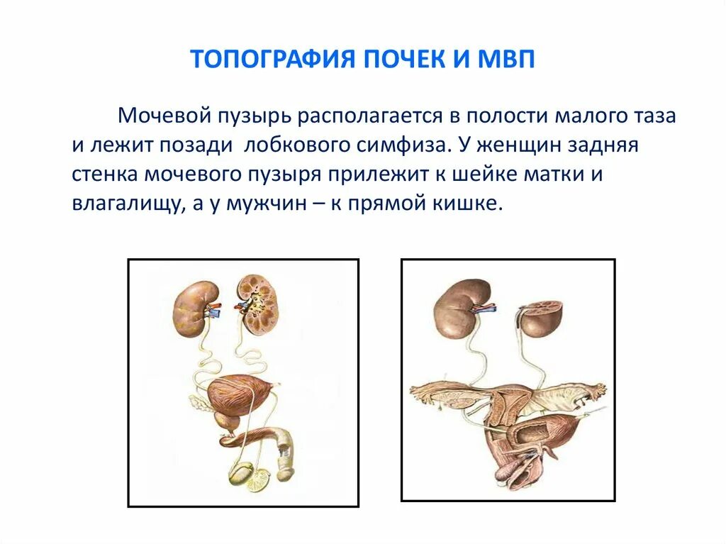 Расположение матки и мочевого пузыря. Топография почек мочевого пузыря. Топография мочевого пузыря скелетотопия. Мочевой пузырь топография строение. Мочевой пузырь топографическая анатомия.