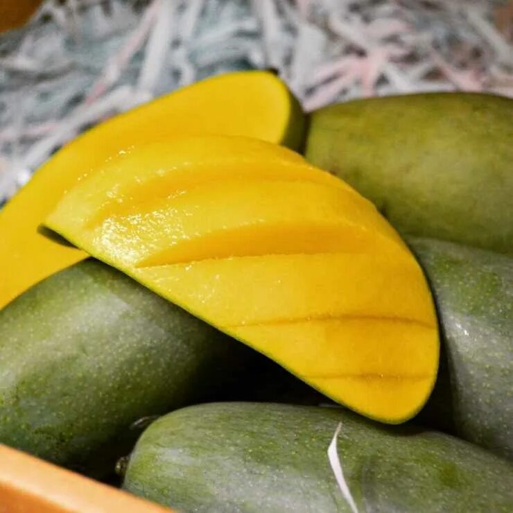 Манго фрукт полезные свойства и противопоказания. Египетское манго. Манго зеленый фрукт. Турецкое манго. Зелёное манго сорт.