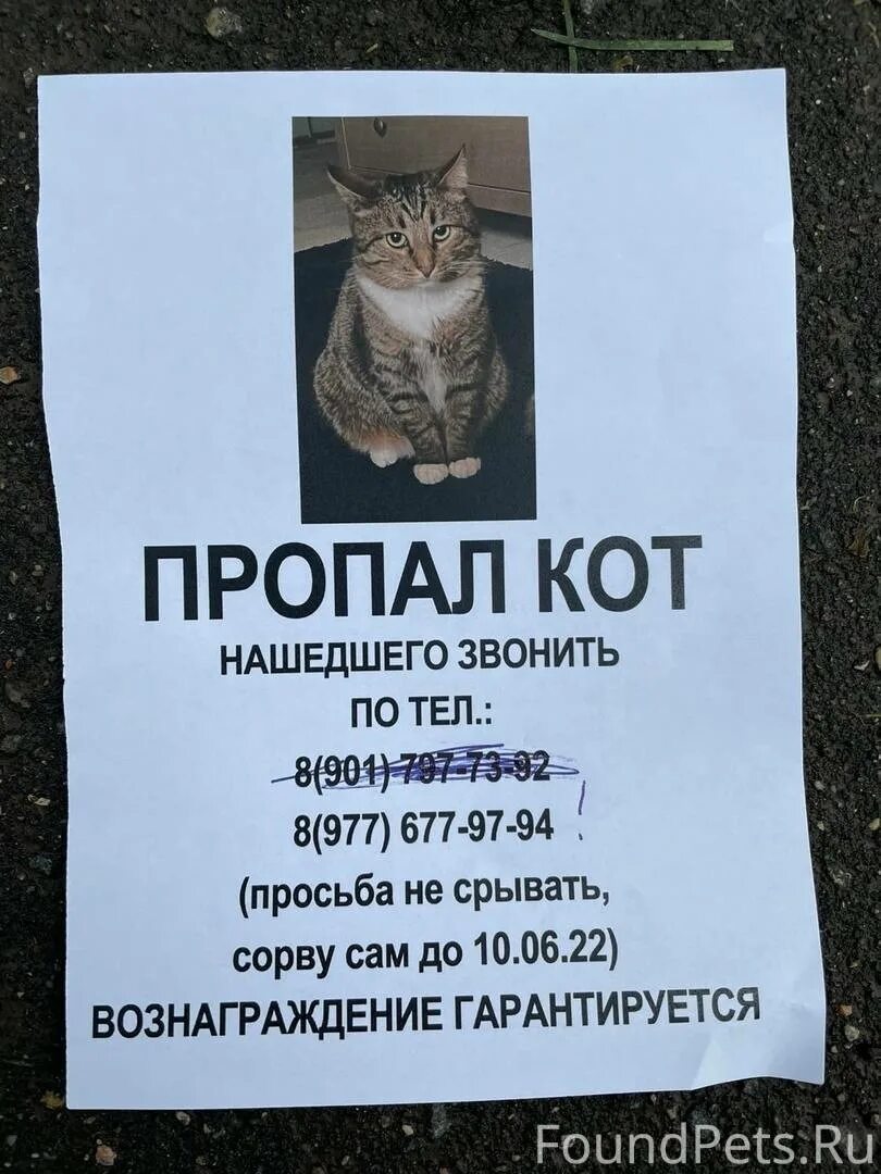 Теперь кота. Объявление о пропаже кота. пропал кот. объявление о пропаже. пропал кот объявления.