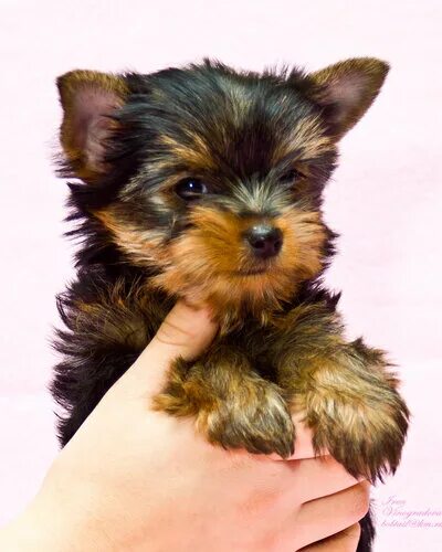 йоркширский терьер щенок 4 месяца