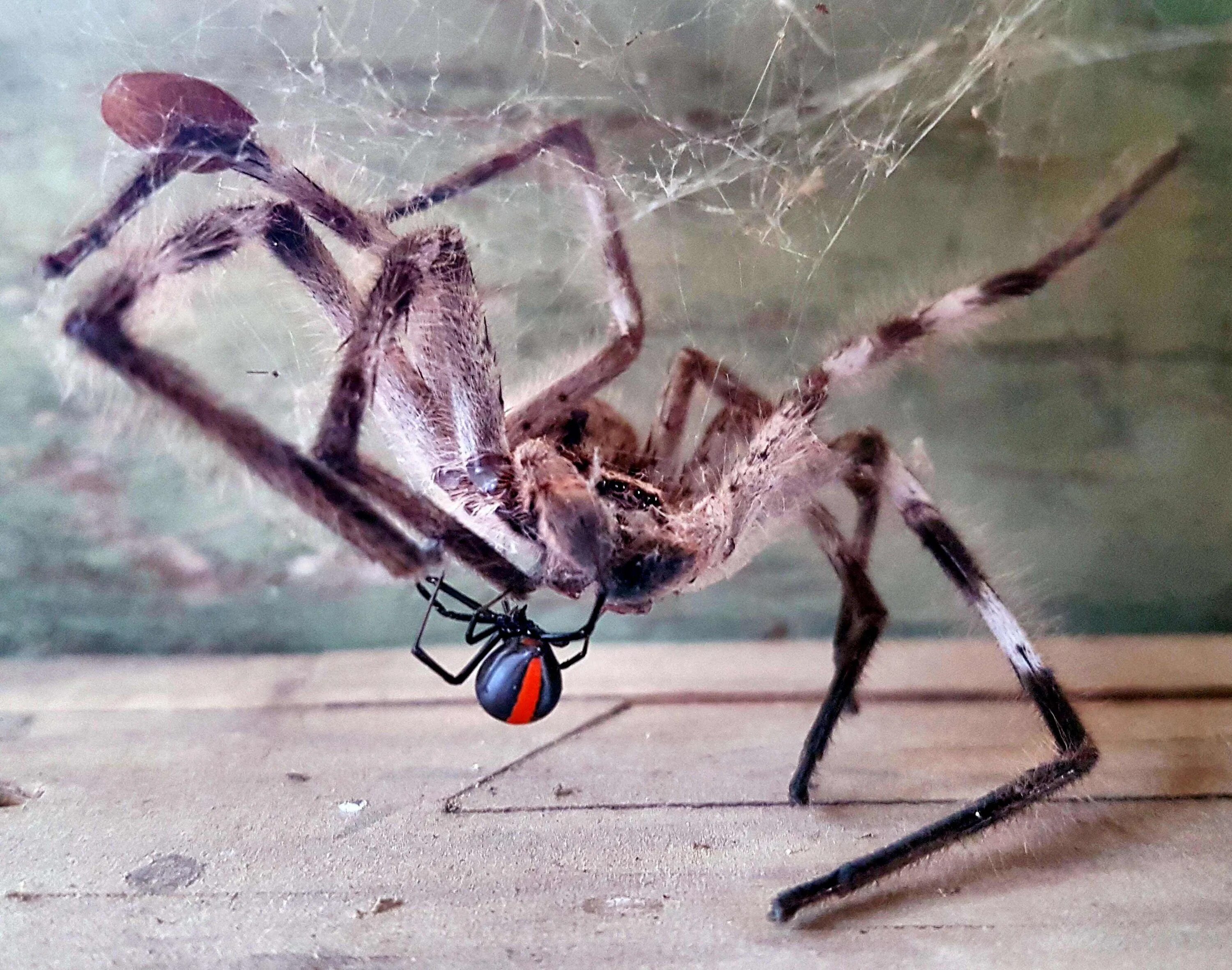 Нападение пауков. Redback Spider паук. Паук Голиаф. Паук Хантсман. Голиаф паук Шершень.