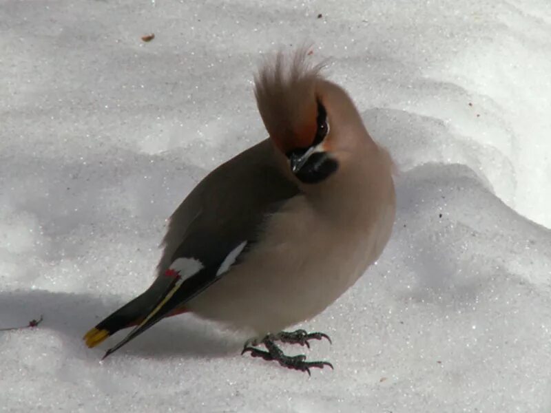 зимующие птицы южного урала. птицы семейства воробьиных на урале. зимующие птицы южного урала. зимние птицы урала. птицы южного урала.