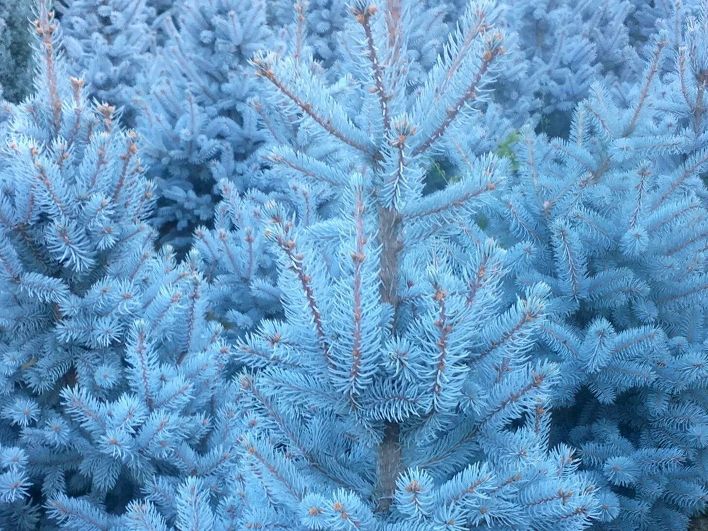 Ель колючая фрида. Ель голубая буш лэйх. Ель голубая глаука. Ель выбрать голубую. Ель выбрать голубую.