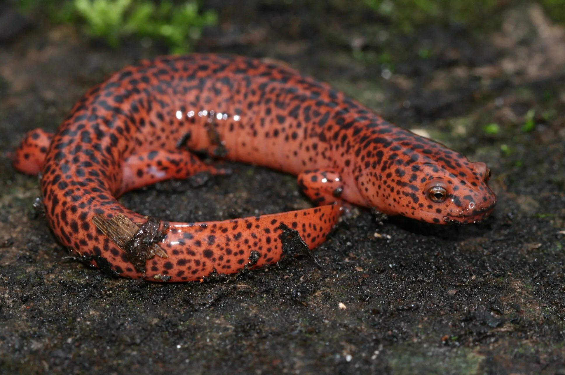 Бартон-спрингская саламандра. Саламандра крымская. Саламандра зеленая. Дымчатая саламандра. Саламандра фото.