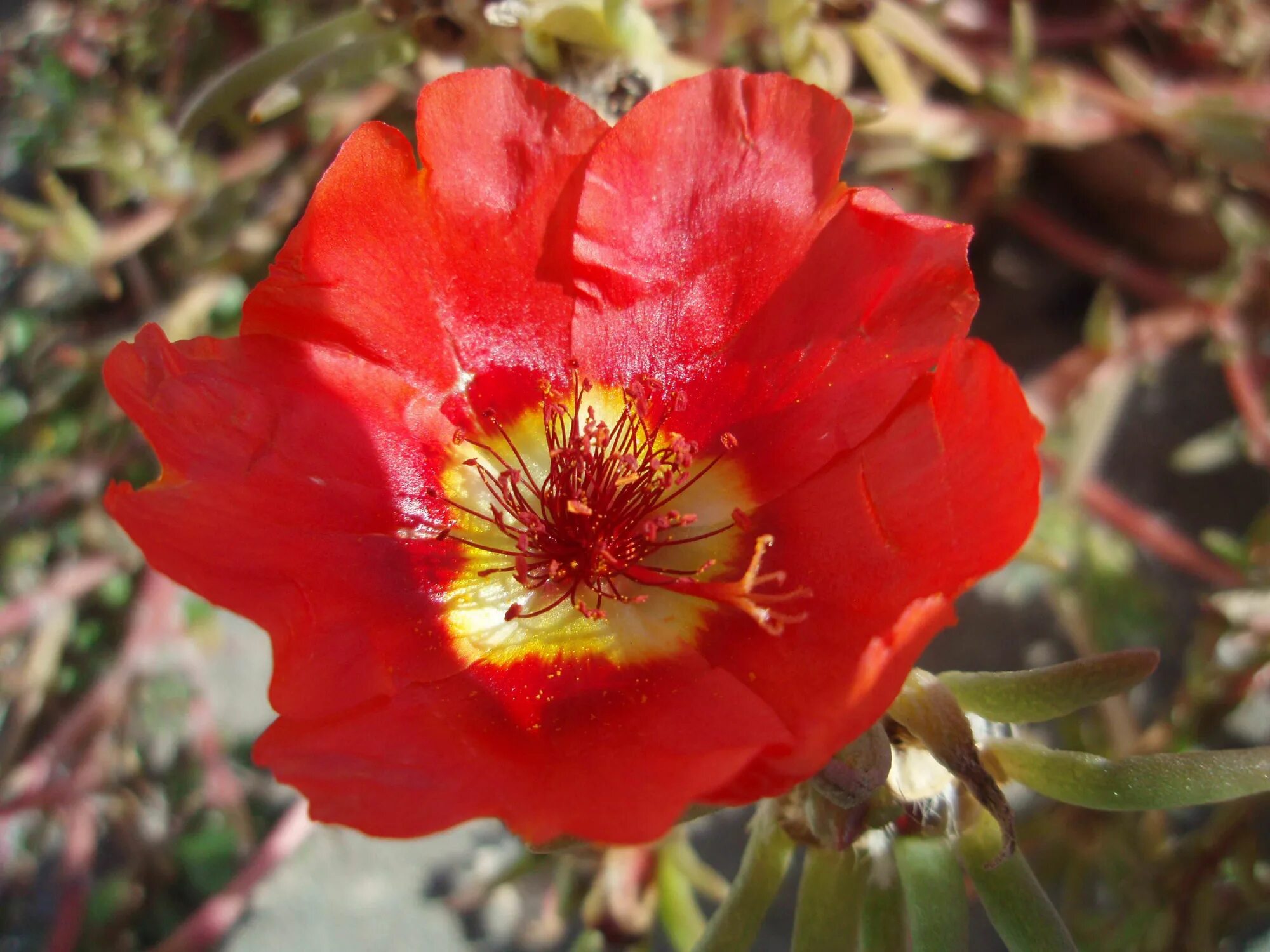 Портулак грандифлора. Портулак крупноцветковый фото. Портулак крупноцветковый - portulaca grandiflora. Портулак крупноцветный. Портулак грандифлора.