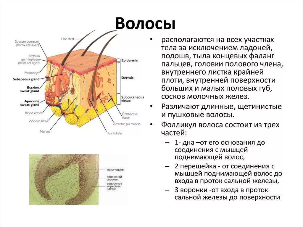 Функции придатков кожи. Назовите придатки кожи. перечислите придатки кожи.