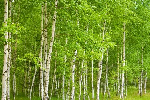 В каком лесу растет береза