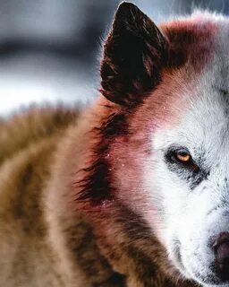 Wolves кавер