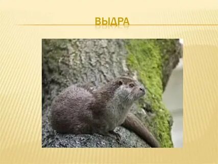 Животные занесенные в красную книгу республики татарстан