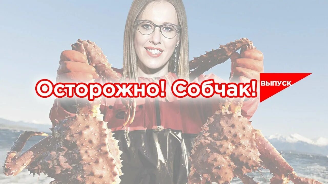 Собчак крабы. Осторожно Собчак. Осторожно Собчак заставка. Крабовый бизнес и к Собчак.