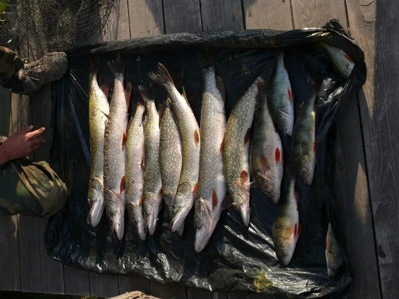 твой улов интернет магазин санкт петербург. магазин твой улов каталог. интернет магазин улов. богатый улов логотип. каталог рыболовного магазина первый.